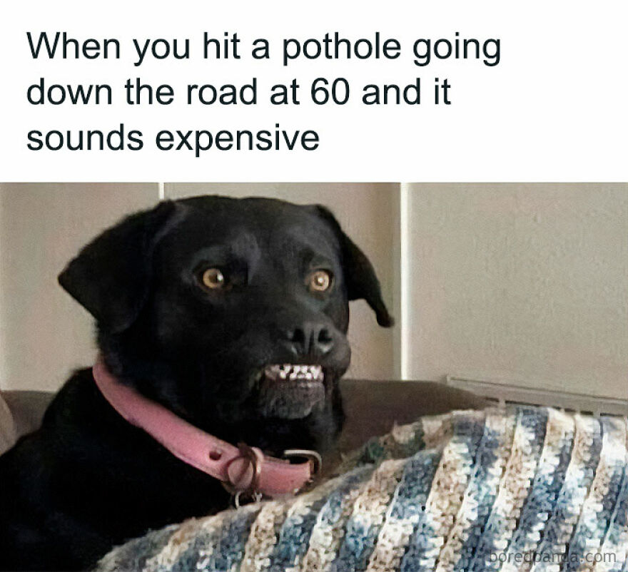 Funny animal meme of a black dog making a scrunched face, representing a pothole sounding expensive.