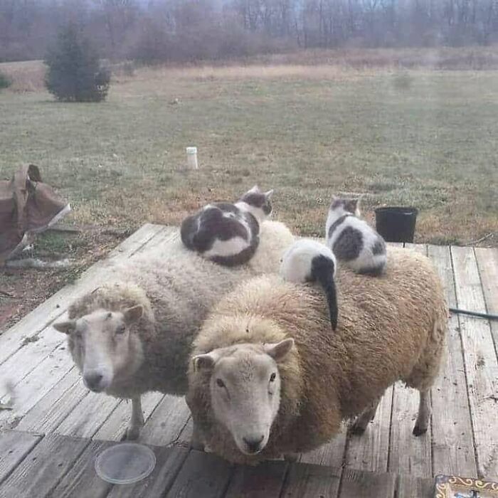 Three delightful cat pics riding on two sheep, showing funny faces and beautiful colors.