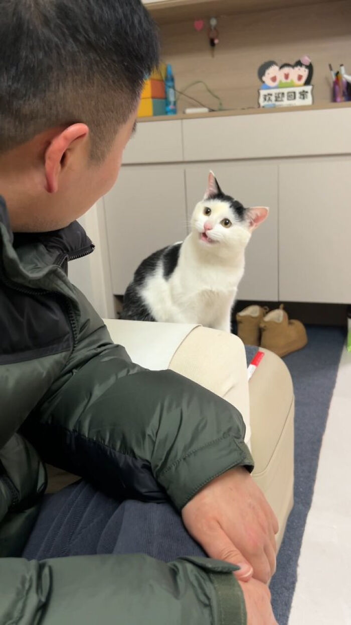 A black and white cat looking up at a person, sitting on furniture in a sweet cat meme from Sweetcatclub.