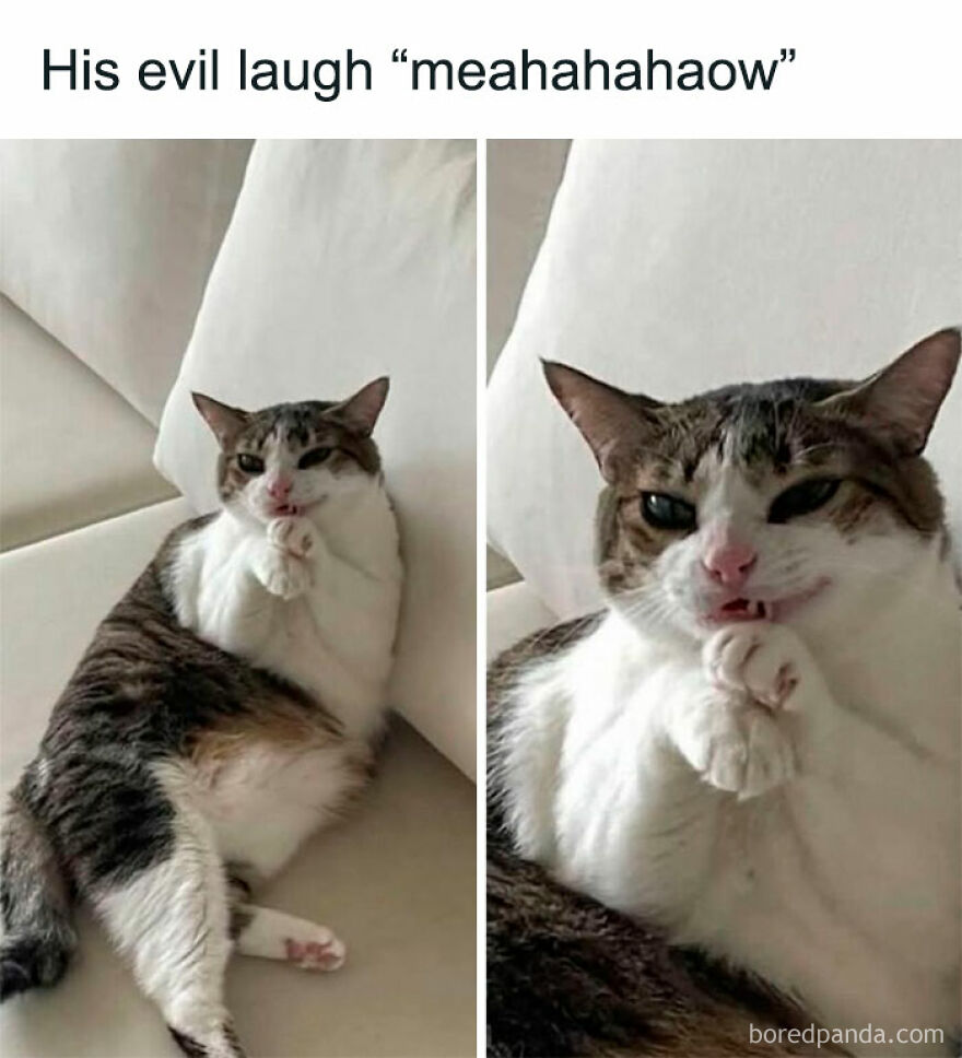 A funny cat appears to be laughing maniacally, illustrating the weird and out-of-context photos of cats.