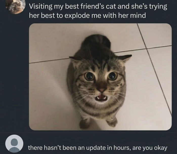 A meme of a wide-eyed cat looking up with its mouth open, appearing shocked or scared, for Cat Memes.