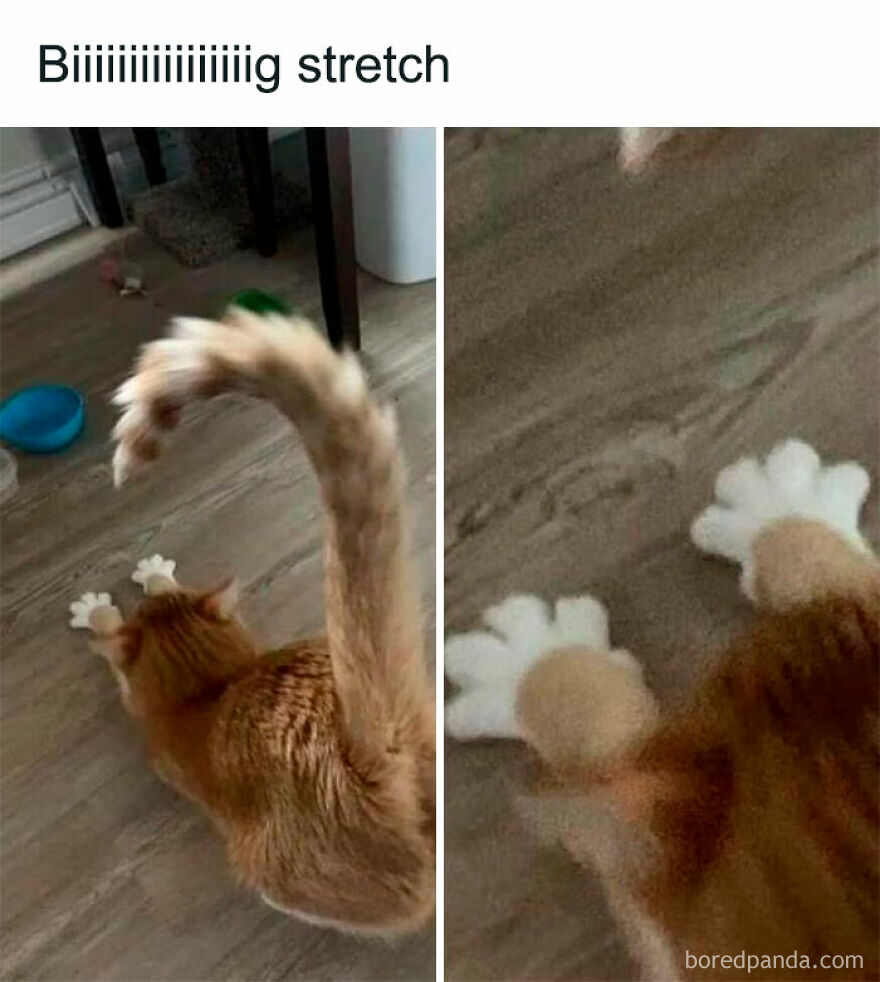 An orange cat stretching with its white paws showing, captured in weird out-of-context photos of cats.