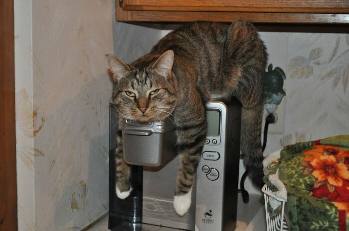 A delightful cat, a tabby, lies across a coffee maker, showcasing a funny face, adding to the delightful cat pics.