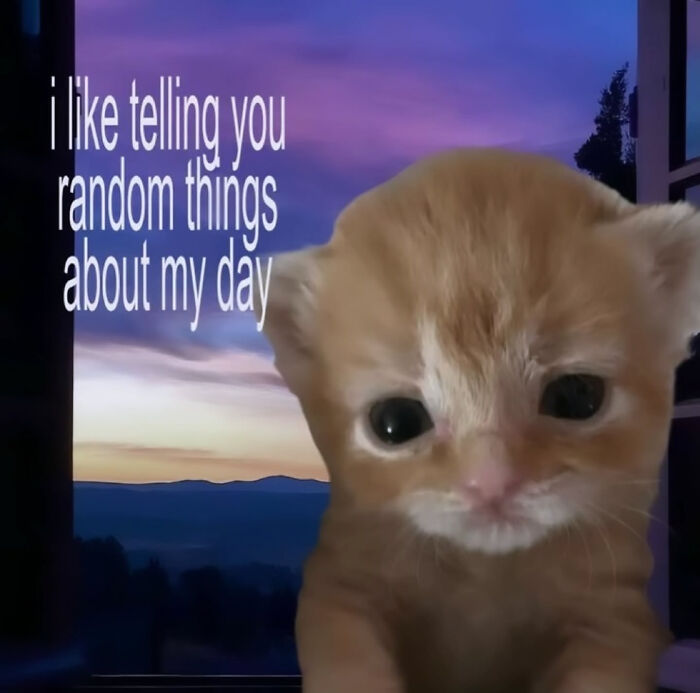 A cat meme with a sad-looking orange kitten in front of a window view of a sunset, for Cat Memes.