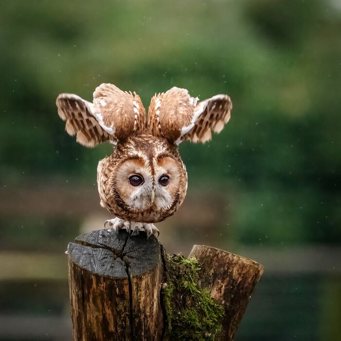 40 Amazing Animal Photos That Prove Nature And Pets Never Run Out Of Surprises