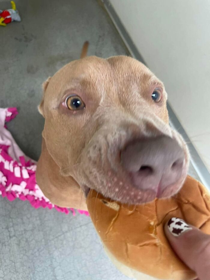 A pit bull dog at a shelter looking up with wide eyes as it is offered a hamburger, showing its happy reaction.