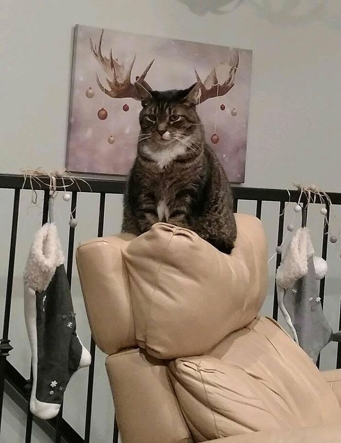 A delightful cat pic with funny faces, looking like it has antlers from a wall decoration.