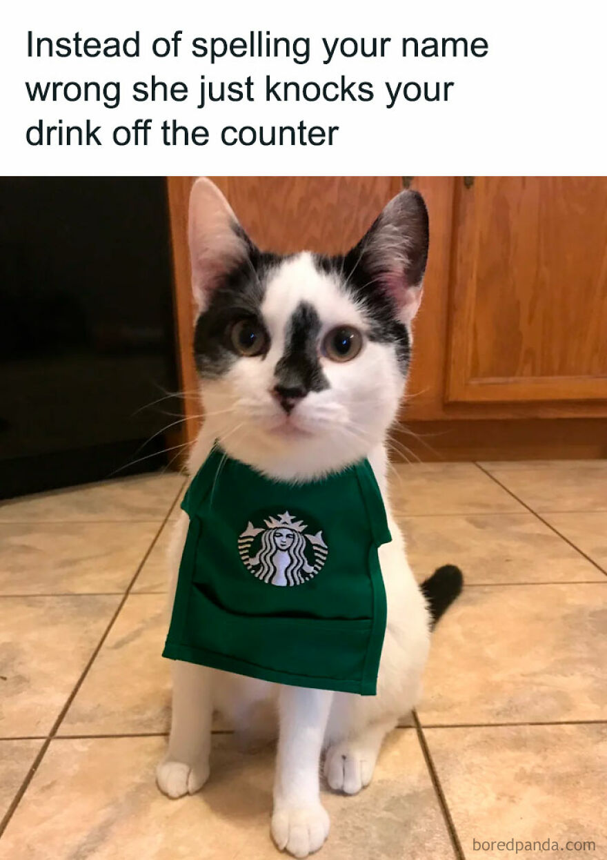A black and white cat wearing a Starbucks apron, an animal meme about a cat knocking a drink off a counter.