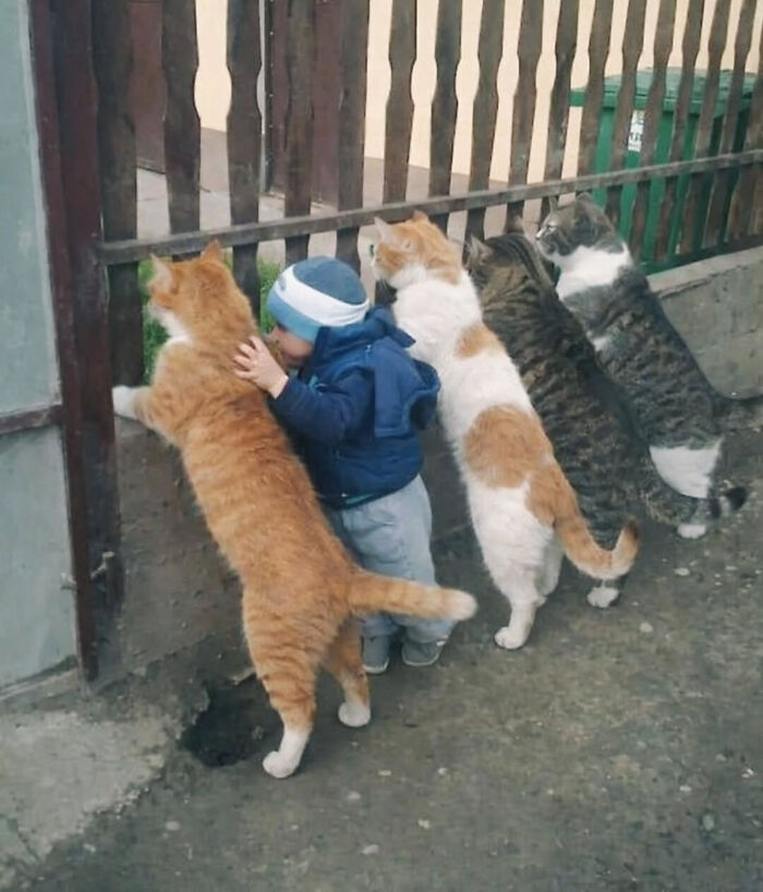 A young child surrounded by four cats peeking through a wooden fence, a sweet cat meme from Sweetcatclub.