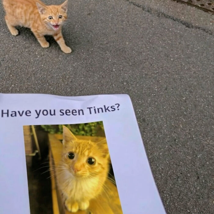 An orange kitten meowing next to a lost cat poster for Tinks, a cat meme from Sweetcatclub.