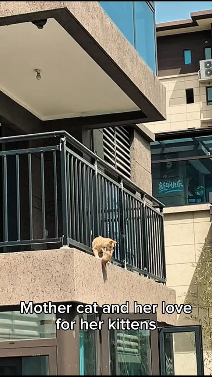 A mother cat peeking over a balcony railing, showcasing maternal love, a cat meme from Sweetcatclub.