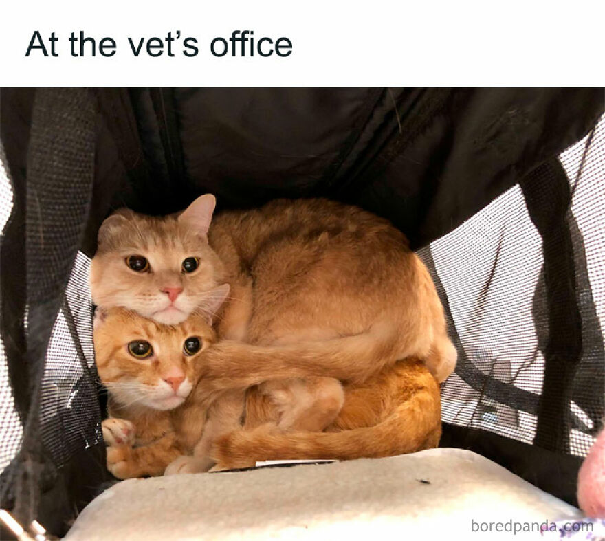 Two ginger cats are curled up together inside a carrier, looking out with wide eyes, being weird at the vet.