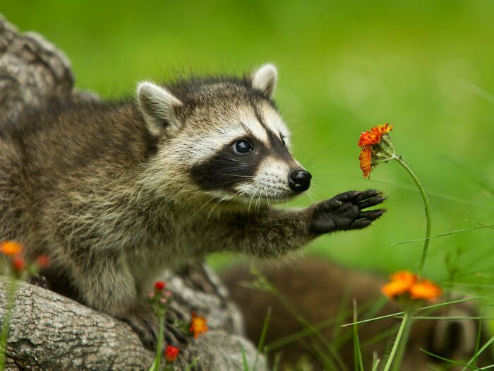 40 Amazing Animal Photos That Prove Nature And Pets Never Run Out Of Surprises