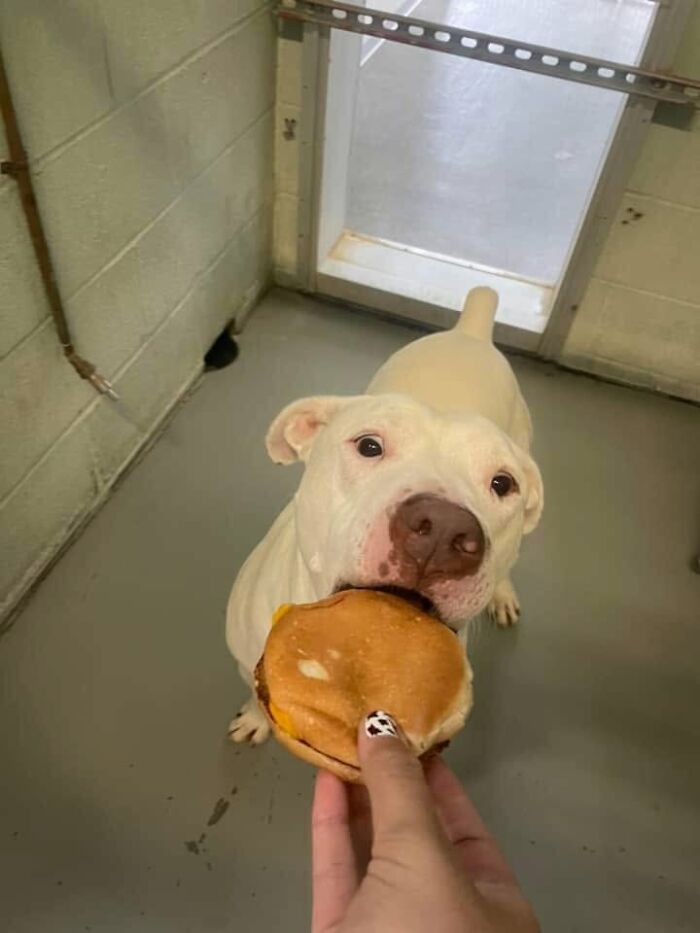 A white pit bull dog at a shelter joyfully receiving a hamburger, with a visible reaction of happiness.