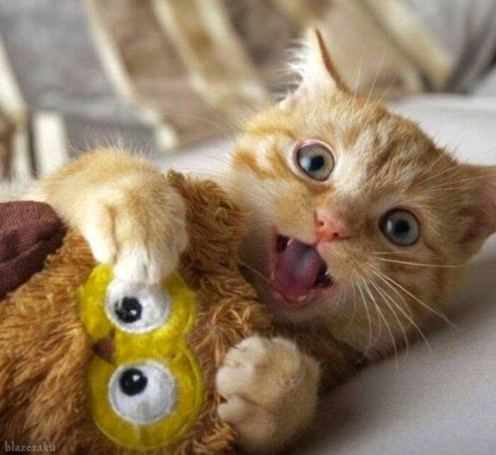 A delightful cat pic with funny faces, a tiny kitten playing with a yellow stuffed toy.