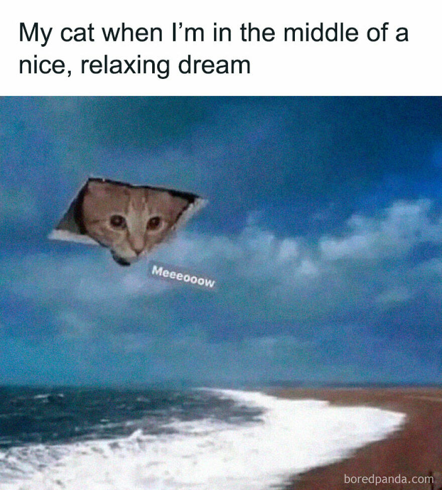 A funny animal meme of a cat's head in the sky above the ocean, representing an animal that stops scrolling viewers.