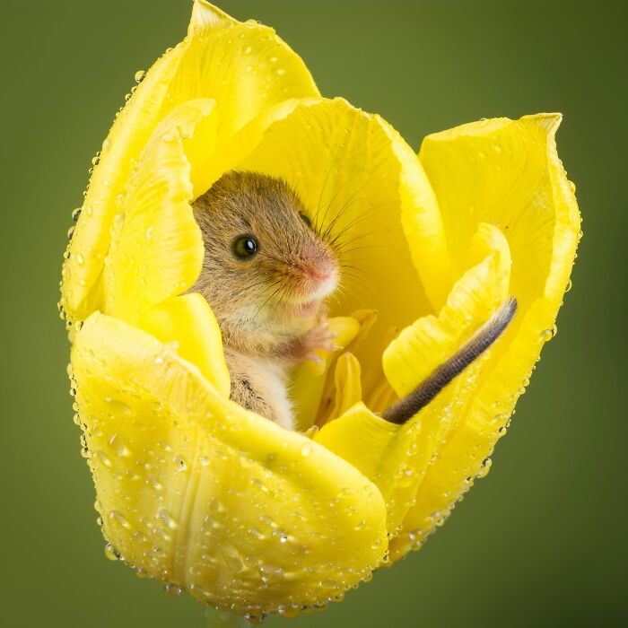 40 Amazing Animal Photos That Prove Nature And Pets Never Run Out Of Surprises