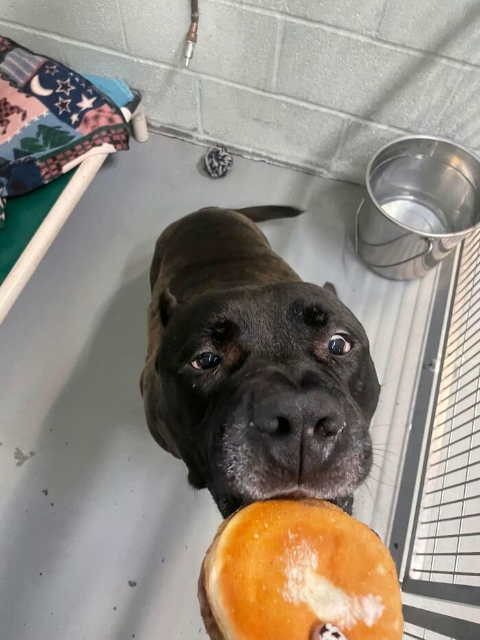 A large black dog at the shelter looking up expectantly, about to eat a hamburger held out to it.