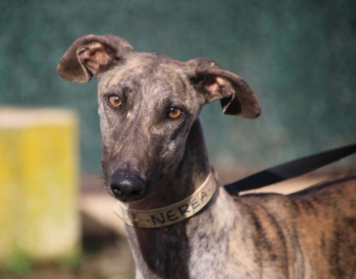 Frontal view of a rescued Spanish Galgo with a brindle coat and a name on its collar, looking directly at the viewer. Frontal view of a rescued Spanish Galgo with a brindle coat and a name on its collar, looking directly at the viewer.