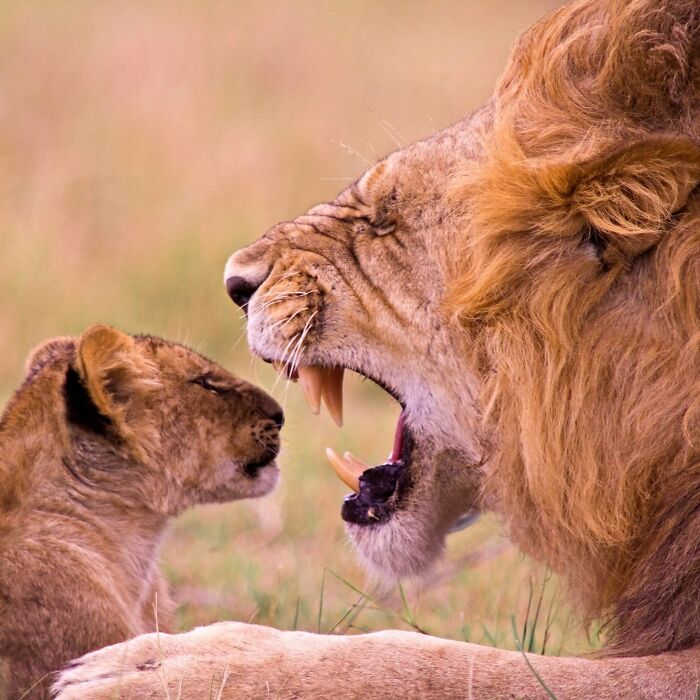 40 Amazing Animal Photos That Prove Nature And Pets Never Run Out Of Surprises