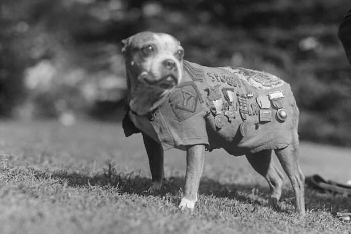 A vintage photo of a dog wearing a military uniform covered in medals, an example of animals stealing the spotlight.