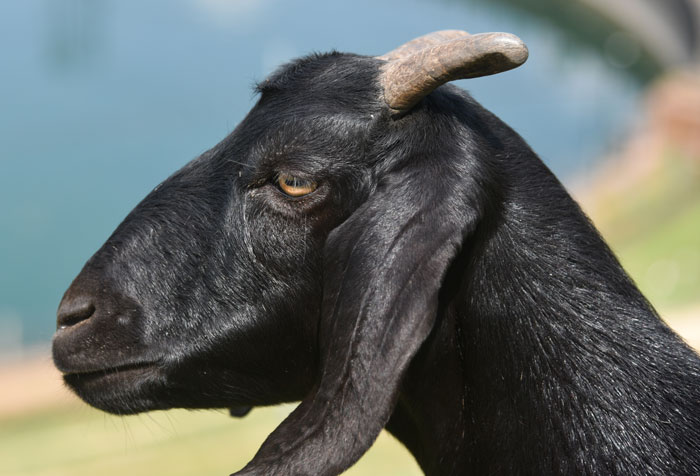 My Cousin’s Wedding Had A Surprise Guest, A Goat In A Tux