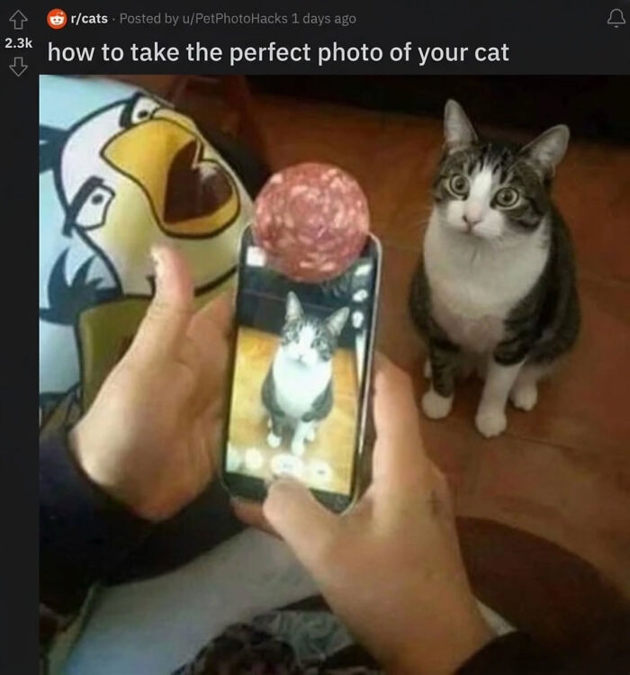 A person holding a phone with a slice of pepperoni on top to capture a Cat-Memes-From-Sweetcatclub photo.