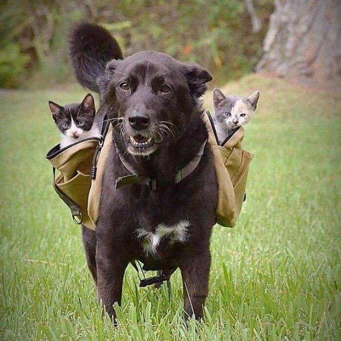 A black dog carrying two tiny kittens in a saddlebag, showcasing beautiful colors and funny faces.