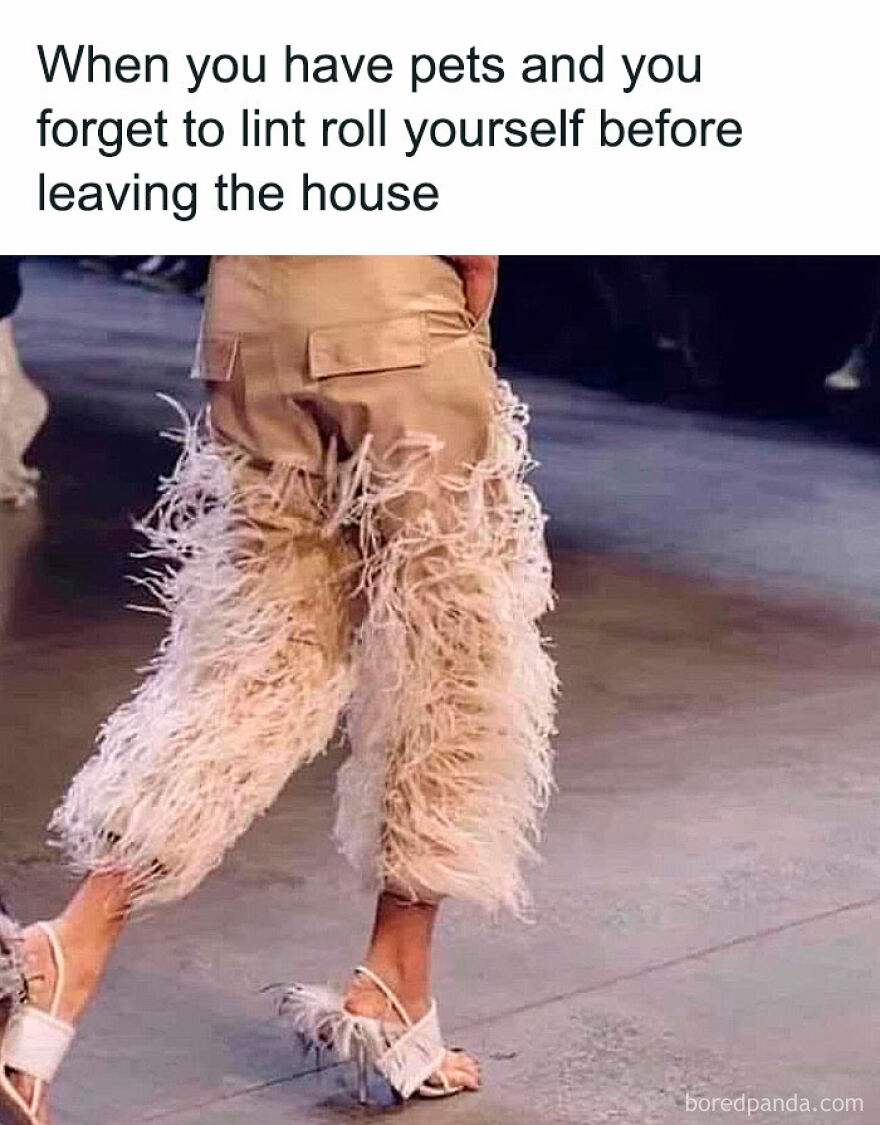 Pants covered in pet fur after forgetting to lint roll animal meme