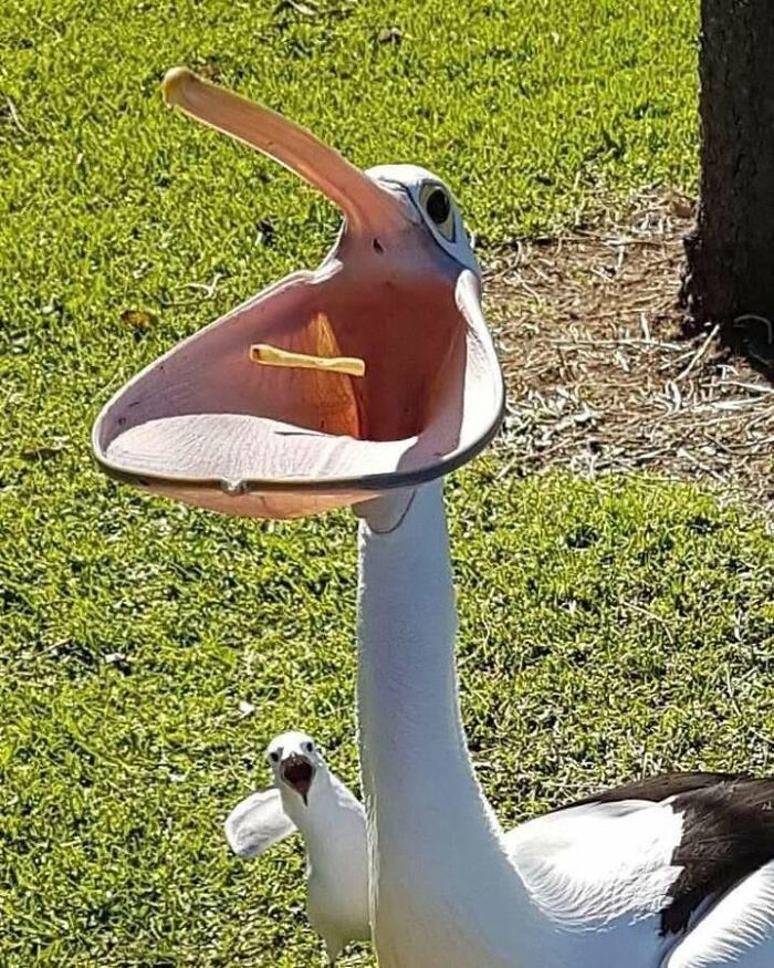 Funny animal encounter: A pelican with its beak wide open, a french fry inside, and a smaller bird peeking from behind.