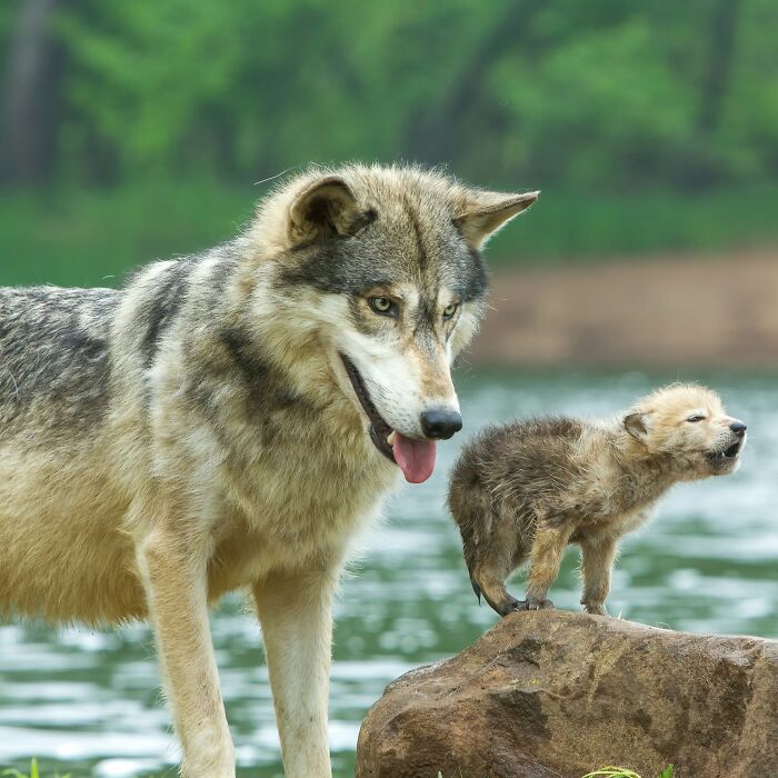 40 Amazing Animal Photos That Prove Nature And Pets Never Run Out Of Surprises