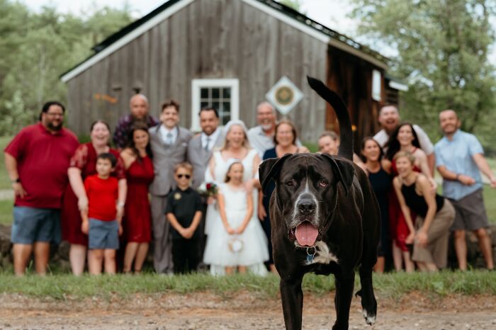 A black dog in the foreground with a Funny Wedding Photos group of people and a rustic building in the background.