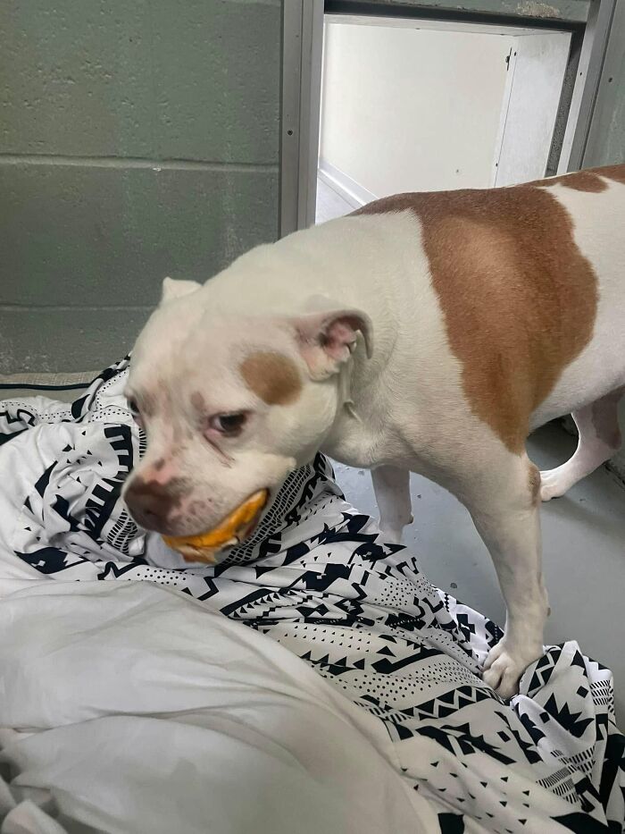 A brown and white dog at the shelter standing on a blanket, carefully eating a hamburger.