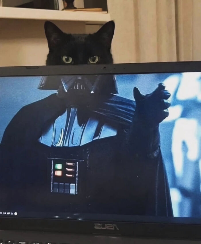 A black Cat-Memes-From-Sweetcatclub peeking over a laptop screen displaying Darth Vader.