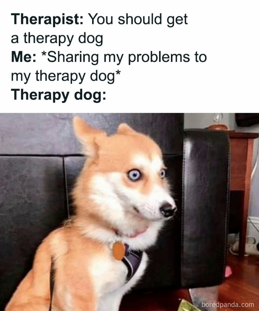 A funny animal meme of a dog with wide eyes, looking surprised, like a therapy animal who heard something shocking.