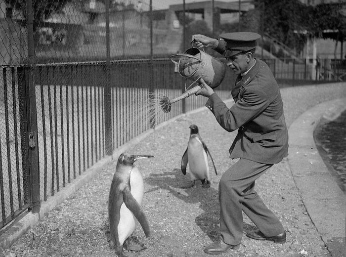 A vintage photo of a zookeeper watering penguins with a watering can, showcasing animals stealing the spotlight.