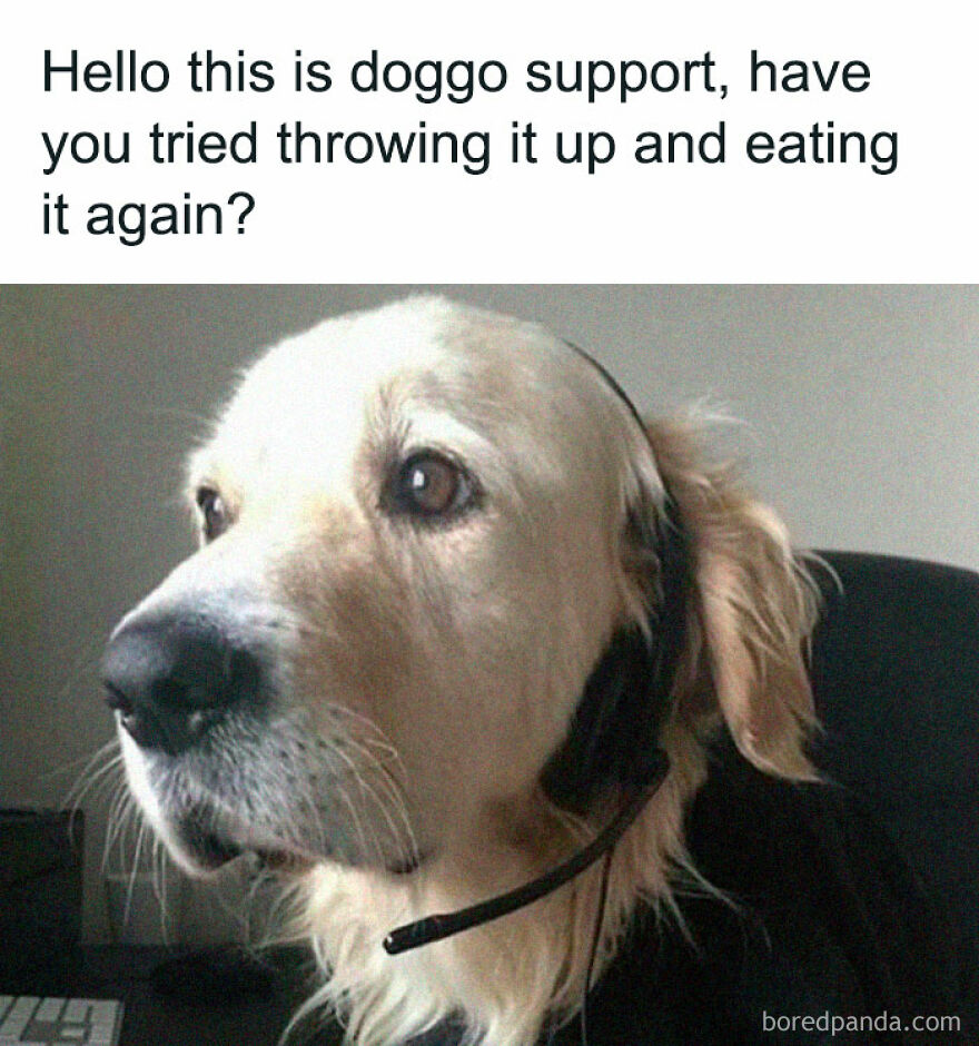 Comical animal meme of a golden retriever wearing a headset, acting as doggo support, a funny animal image.