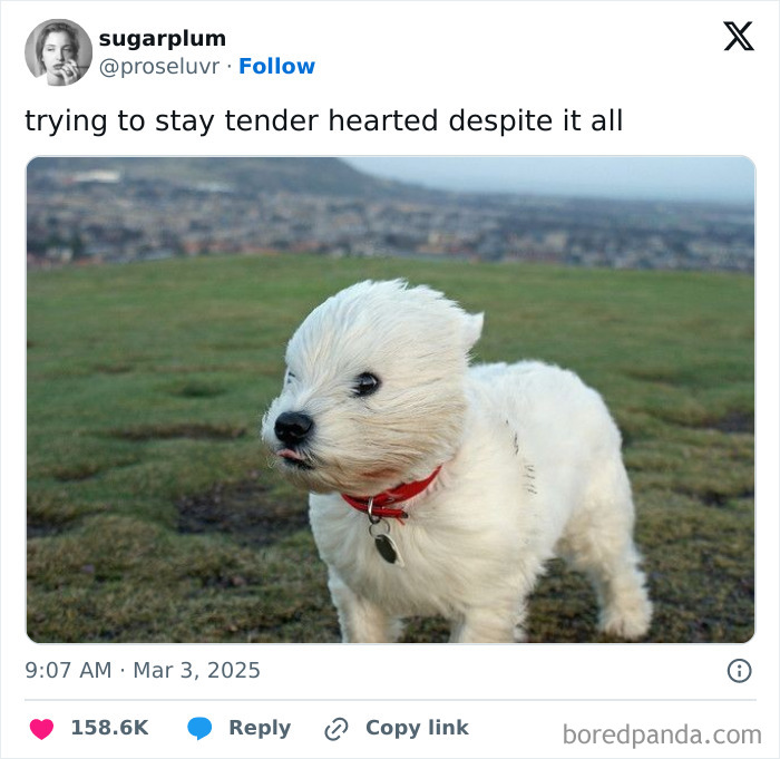 A fluffy white puppy looking windswept, a comforting serotonin meme.