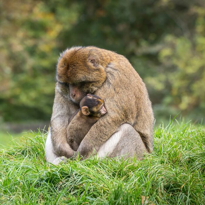 40 Amazing Animal Photos That Prove Nature And Pets Never Run Out Of Surprises