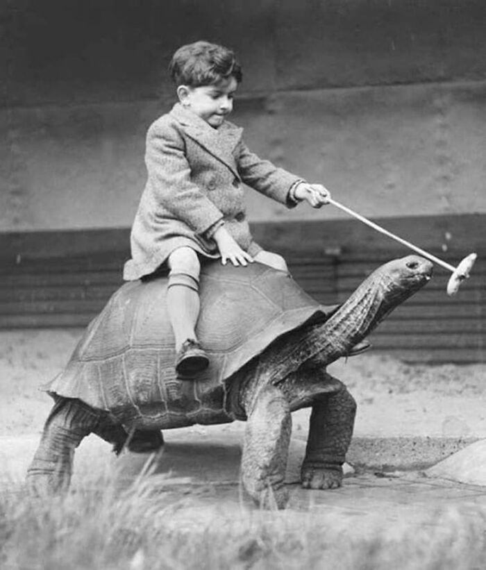 A vintage photo of a young child riding a giant tortoise, demonstrating animals always steal the spotlight.