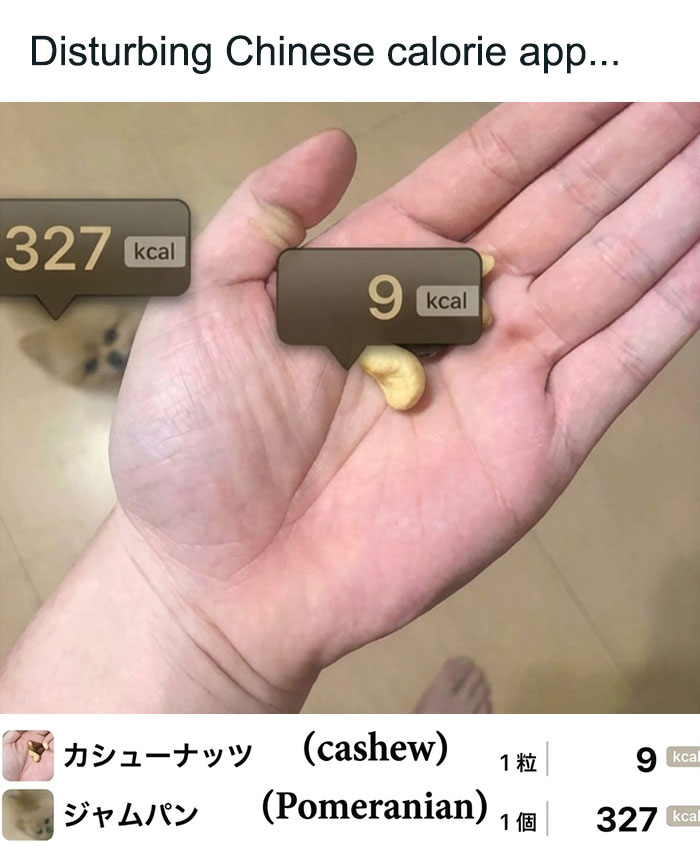 A hand holding a cashew, displaying a calorie app showing 9 kcal for the cashew and 327 kcal for a Pomeranian in the background, a random joke.