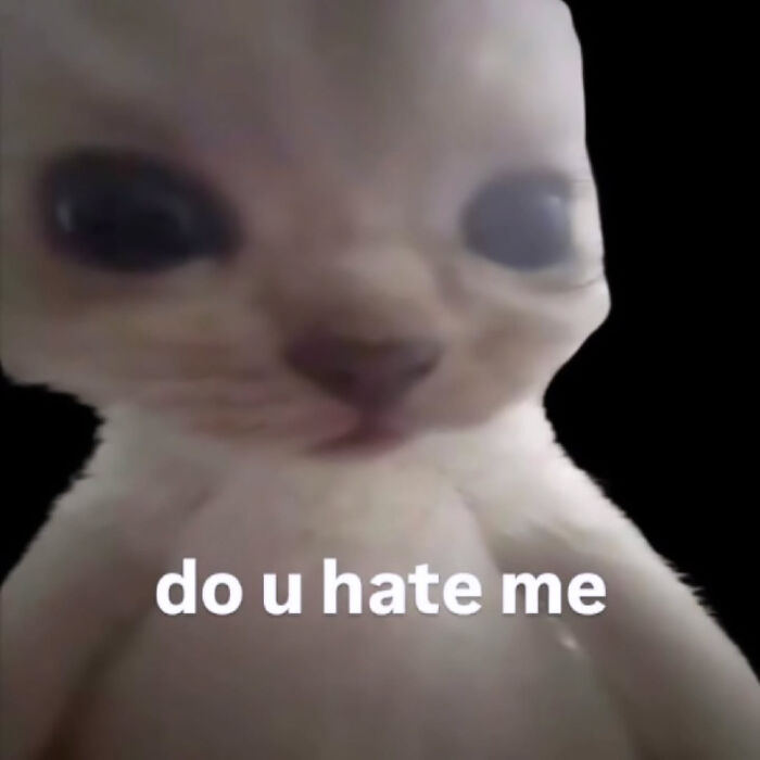 A white hairless Cat-Memes-From-Sweetcatclub with large eyes looking at the camera with text that says 'do u hate me'.