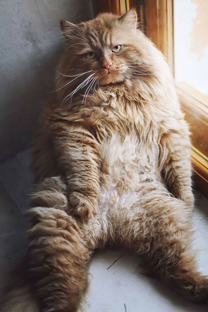 A fluffy orange cat with funny faces and beautiful colors sitting upright, showcasing delightful cat pics.