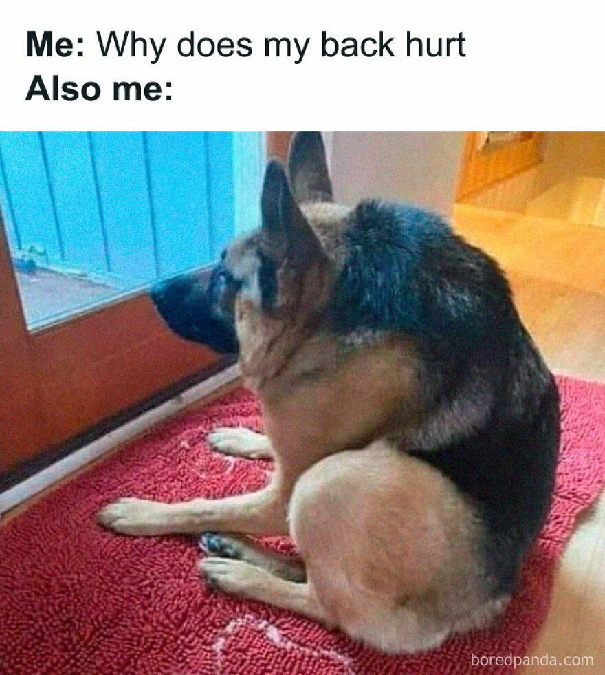 Hilarious animal meme of a dog looking over its shoulder in a contorted way, illustrating a funny pet moment.