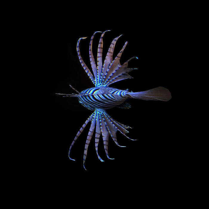 A shark-like creature swimming upwards towards a vibrant blue underwater light beam. A winning image from the 2026 European Photography Awards.