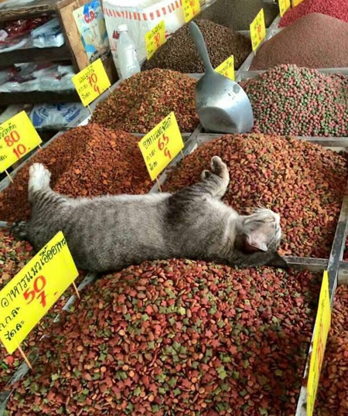 A funny cat pic of a gray cat sleeping amidst piles of pet food at a market.