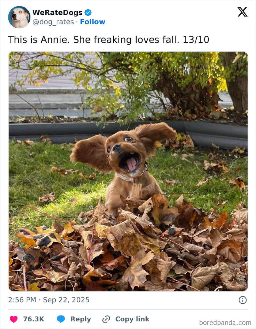An adorable animal, Annie the dog, joyfully jumping in a pile of autumn leaves, perfect for animal memes.