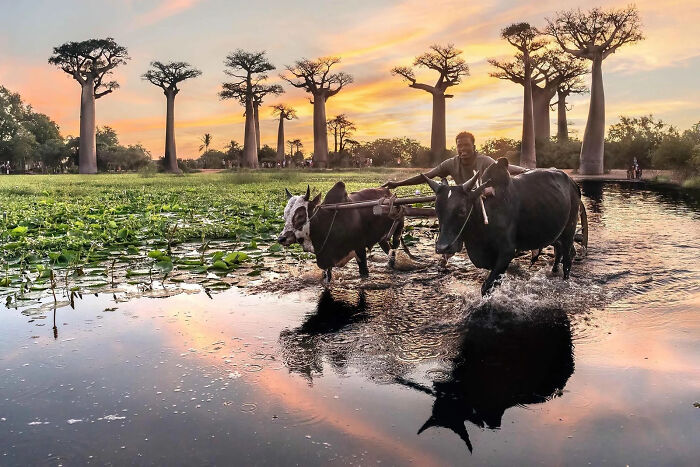 A boy tends to a long-horned cow at sunset, embodying the breathtaking beauty of the world, a European Photography Awards winner.