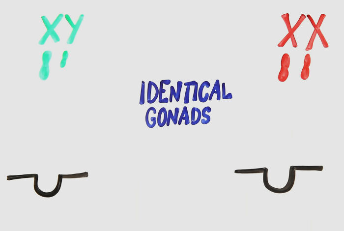 Diagram showing XY and XX chromosomes with text Identical Gonads, relating to controversy about biology and queer/trans people.