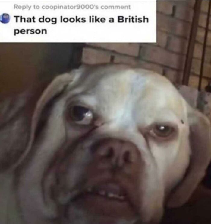 A dog with a comically serious expression, captioned That dog looks like a British person, highlighting British humor.